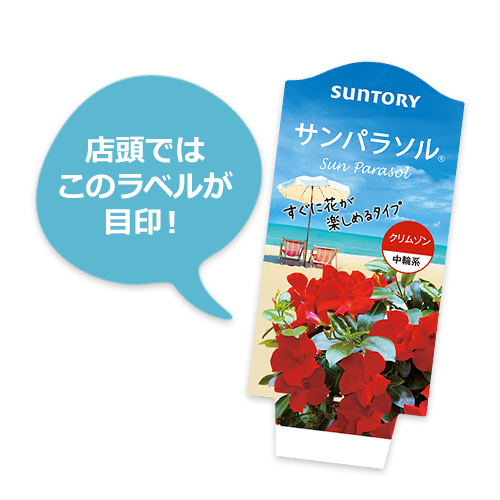 サントリーフラワーズ サンパラソル 3号ポット苗 がお店でお得に試せる テンタメ